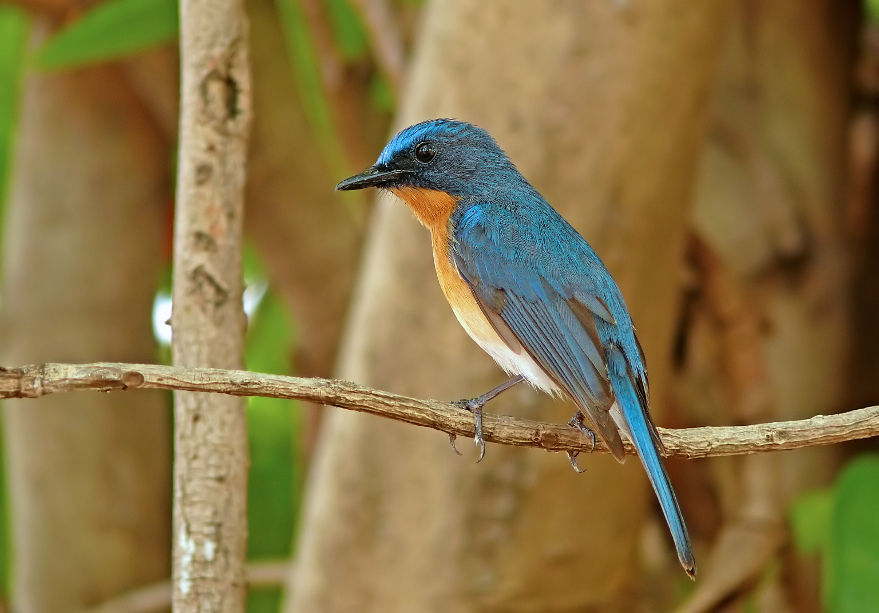 Tickells-blue-flycatcher-1.jpg