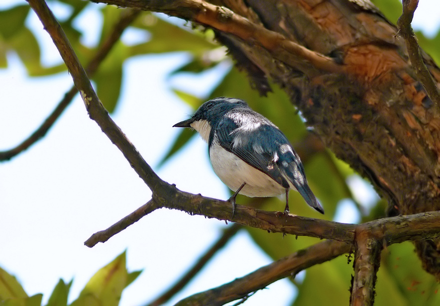 Little-pied-flycatcher-2.jpg