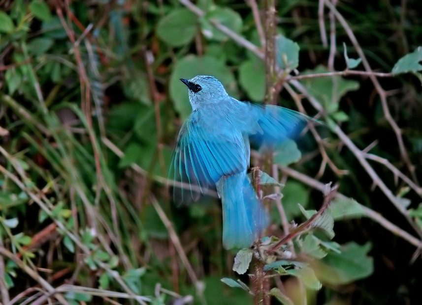 Verditer-flycatcher-1.jpg