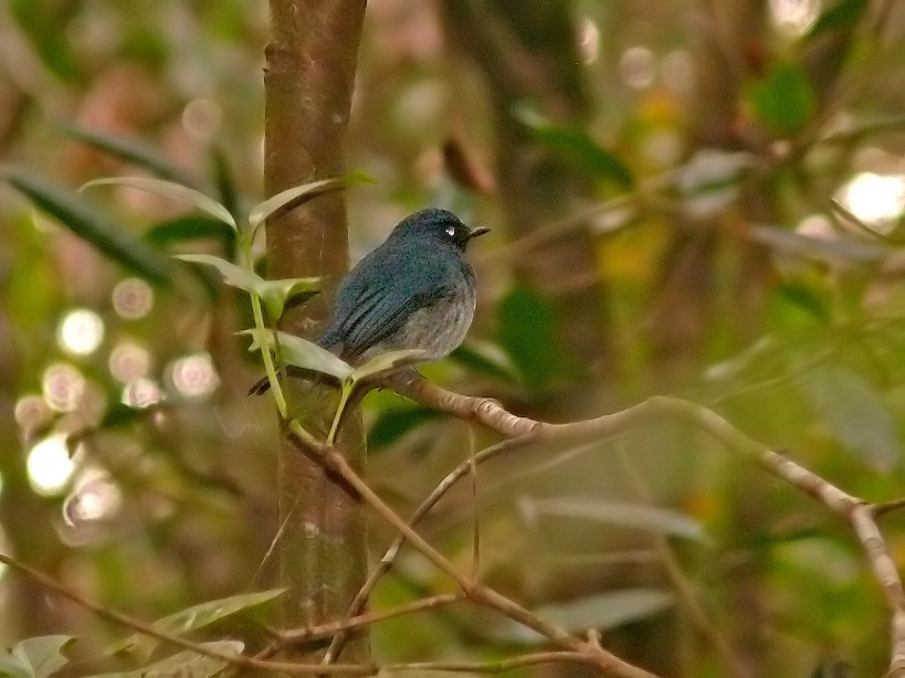 White-bellied-blue-flycatcher-2.jpg