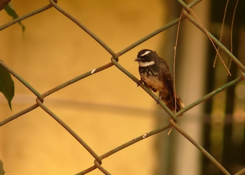 White-spotted-fantail-2.jpg