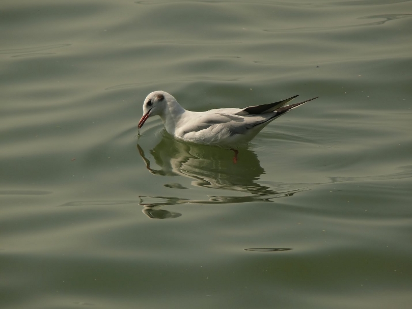 Black-headed-gull-2.jpg