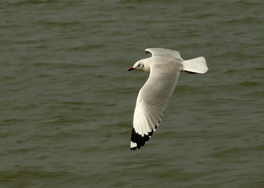 Brown-headed-gull-2.jpg