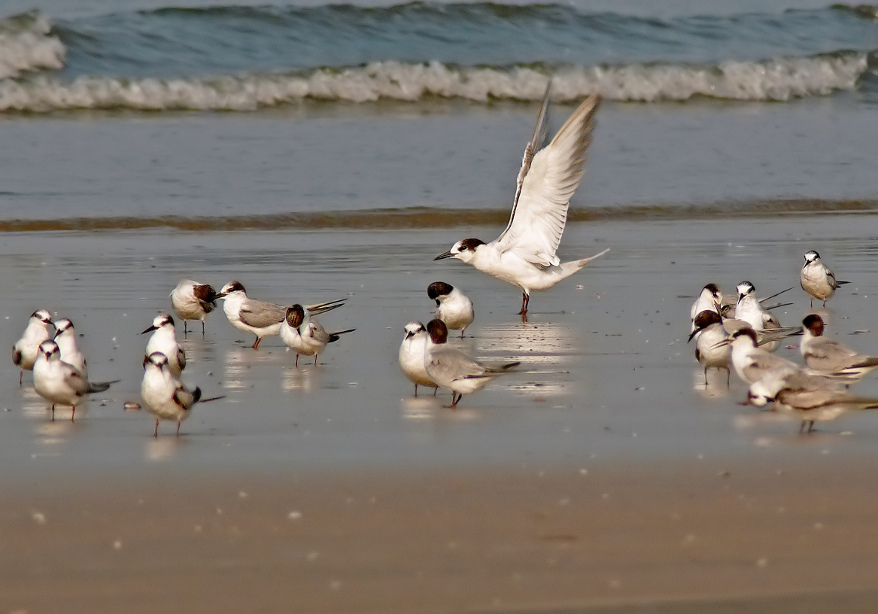 Common-tern-2.jpg