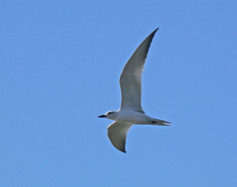 Gull-billed-tern-2.jpg