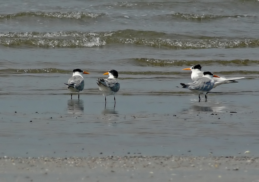 Lesser-crested-tern-2.jpg