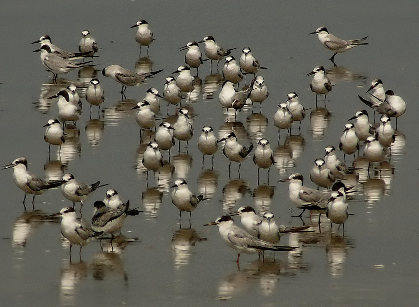 Little-tern-2.jpg