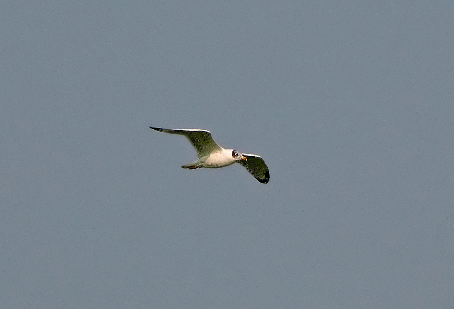 Pallas-gull.jpg