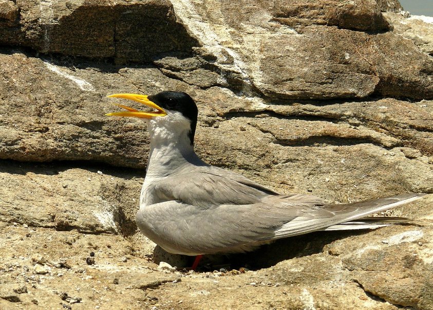 River-tern-2.jpg