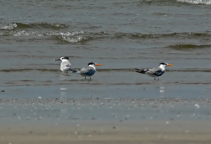 Sandwitch-tern-1.jpg