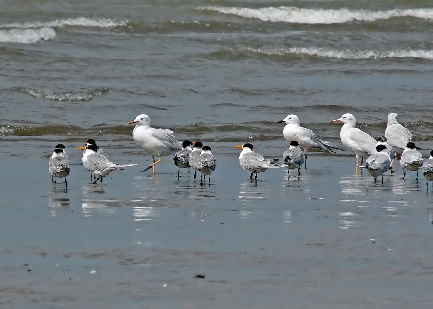 Slender-billed-gull-4.jpg