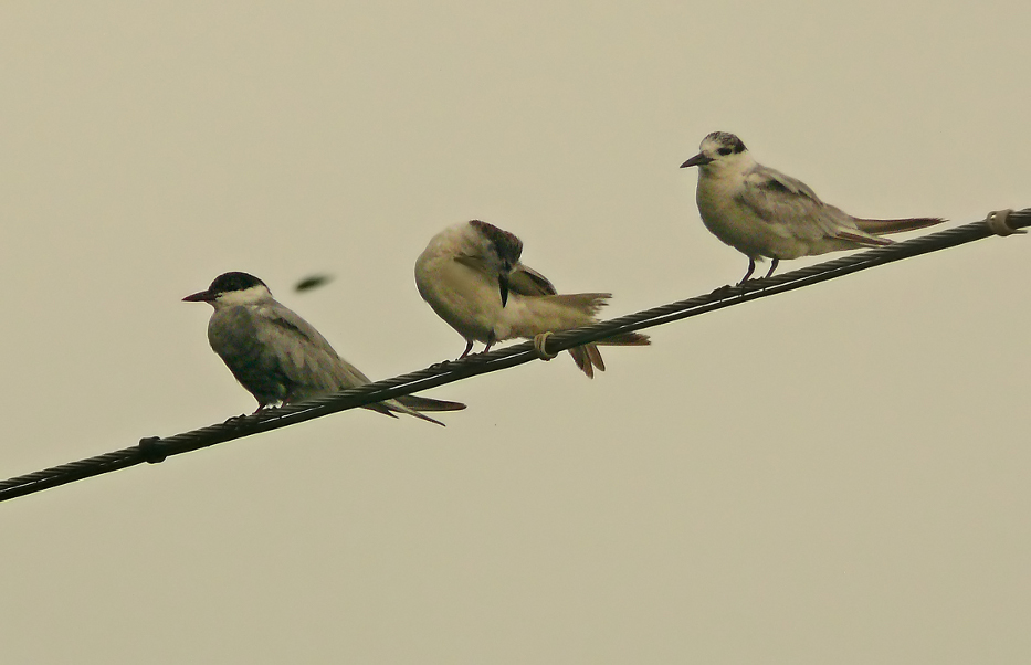 Whiskered-tern-3.jpg