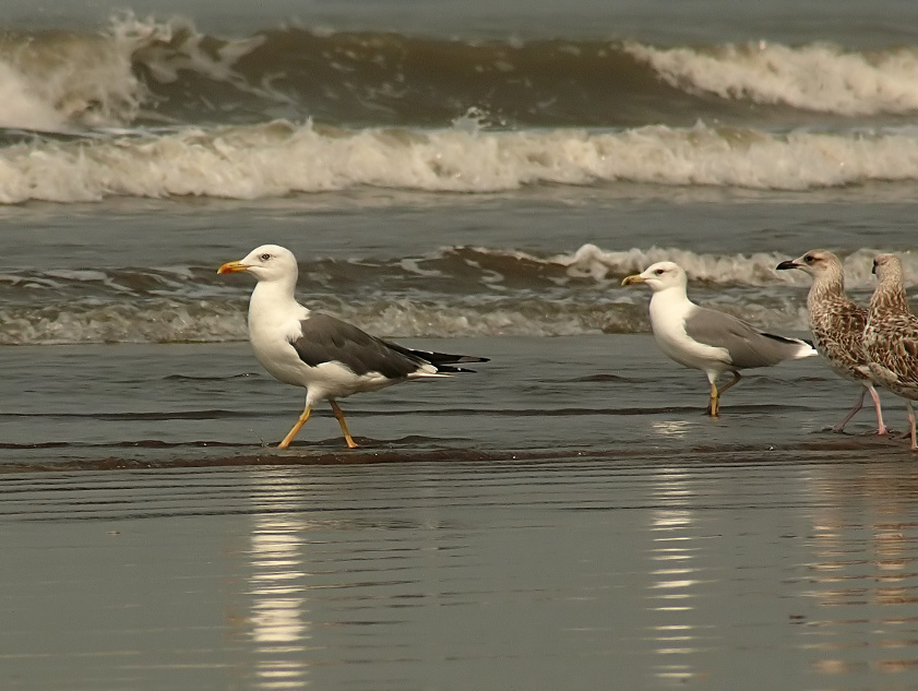 Heuglin-yellow-legged-gull.JPG