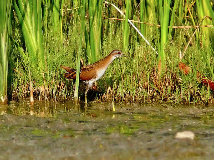 Baillons-crake-2.jpg