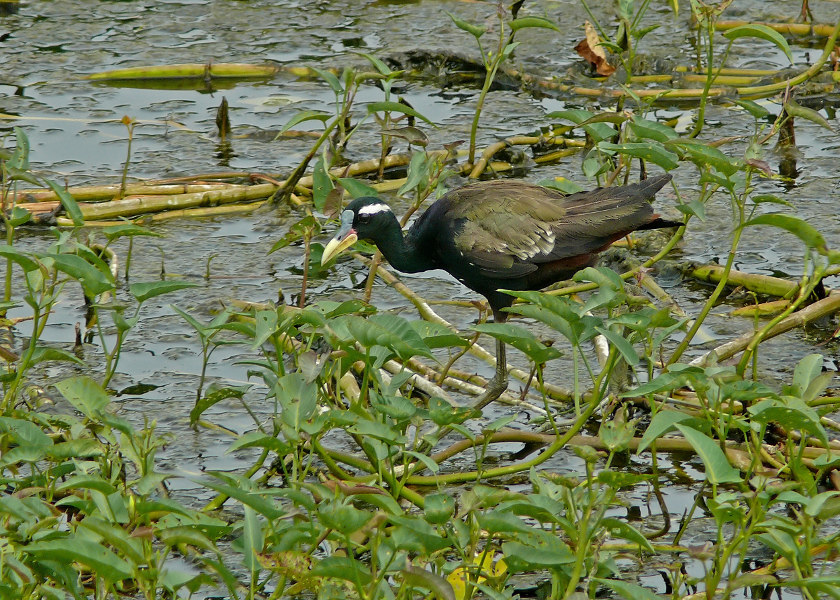 Bronze-winged-jacana-2.jpg