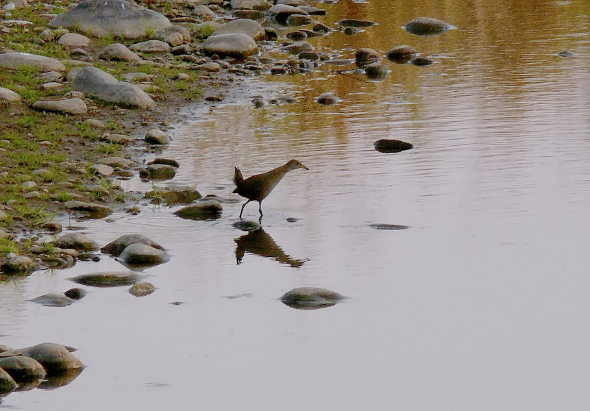 Brown-crake.jpg