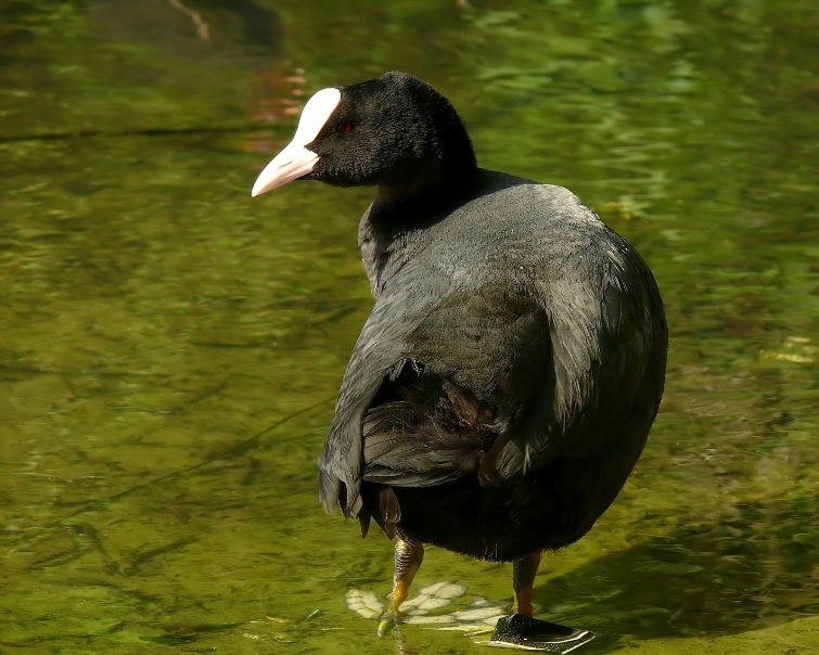 Common-coot-2.jpg