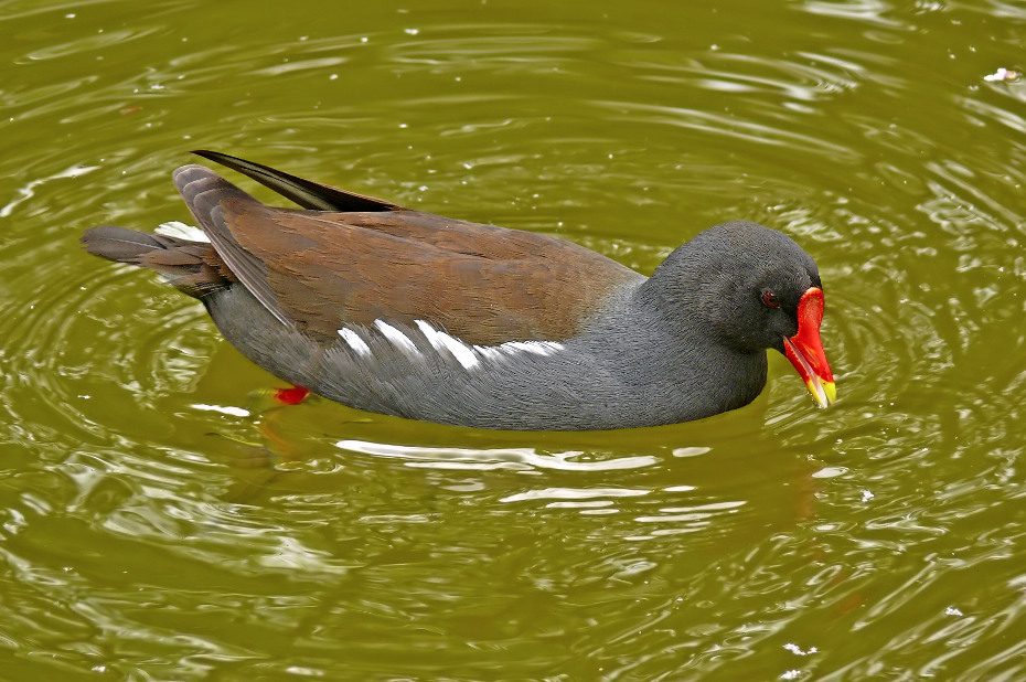 Common-moorhen-1.jpg