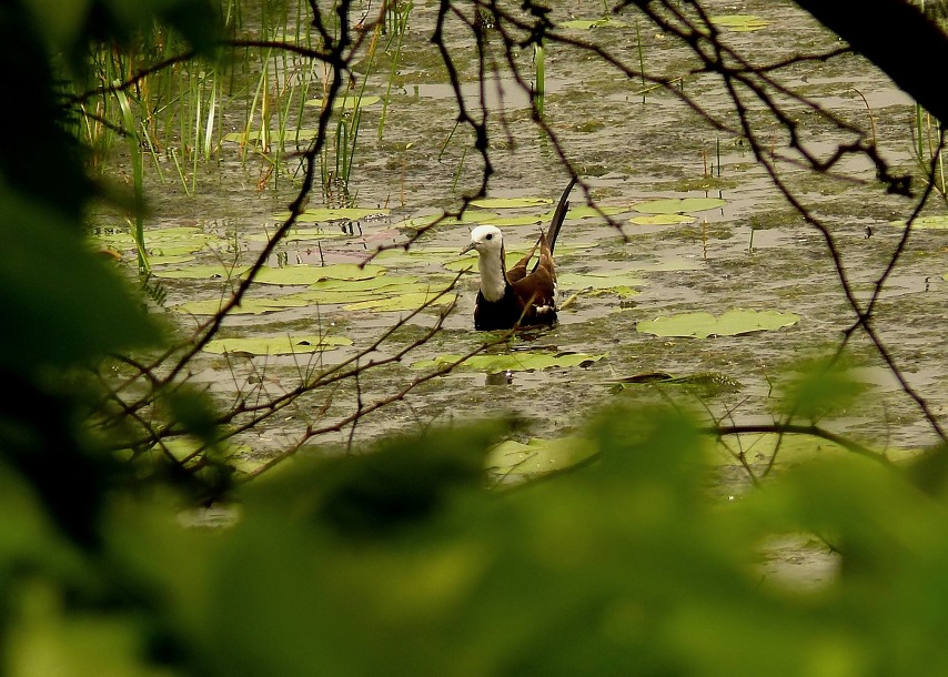 Pheasant-tailed-jacana.jpg