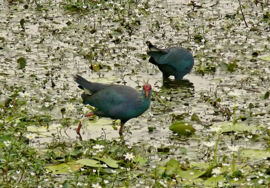 Purple-swamphen-5.jpg