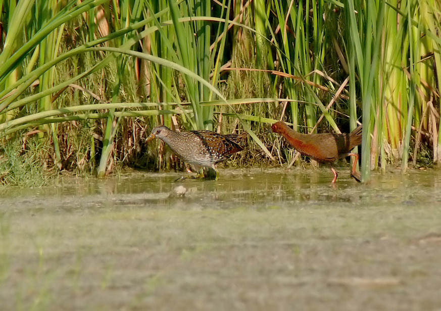 Rudd-breasted-spotted-crake.jpg