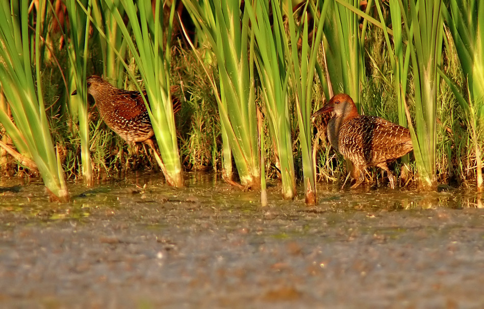 Rail-crake-1.jpg