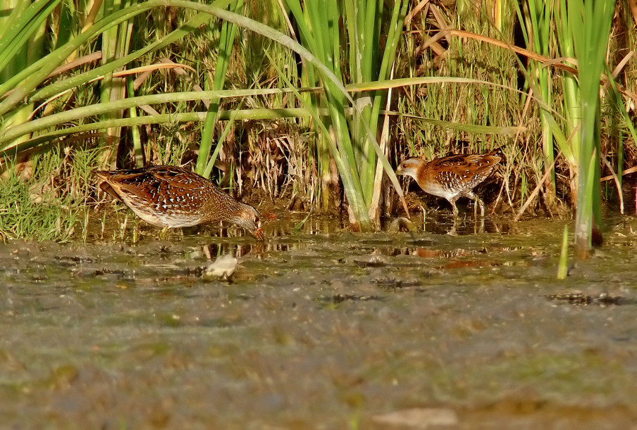 Spotted-Baillons-crake-1.jpg