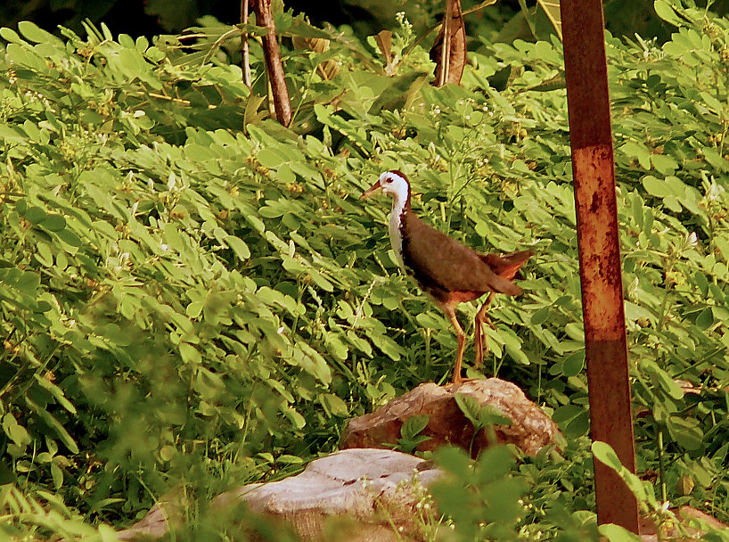 White-breasted-waterhen.jpg