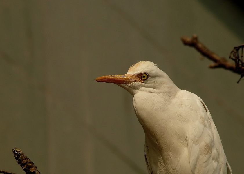 Cattle-egret-2.jpg