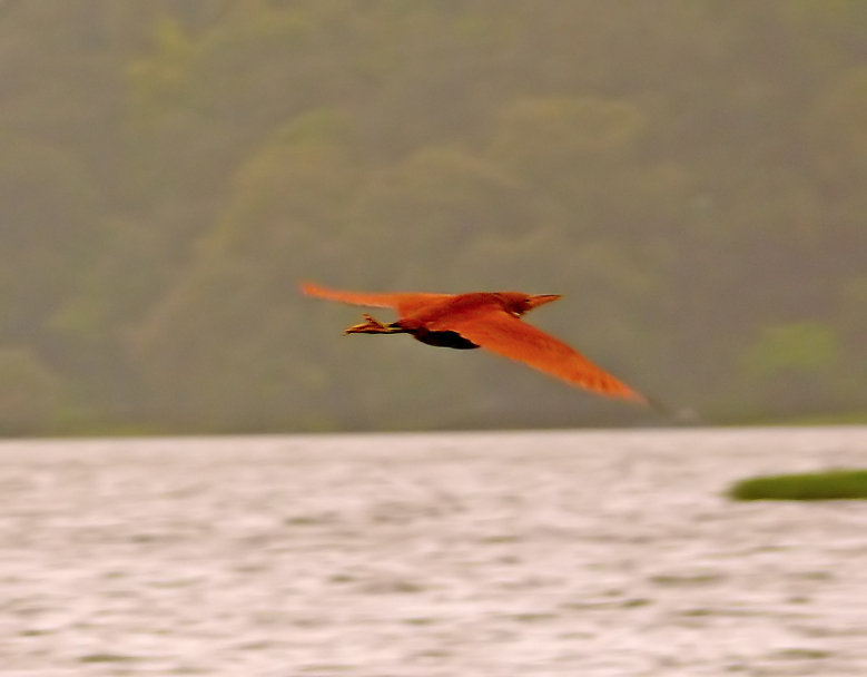 Cinnamon-bittern.jpg