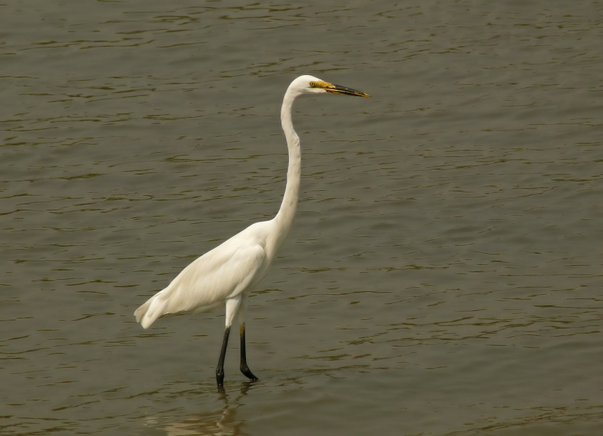 Great-egret-2.jpg