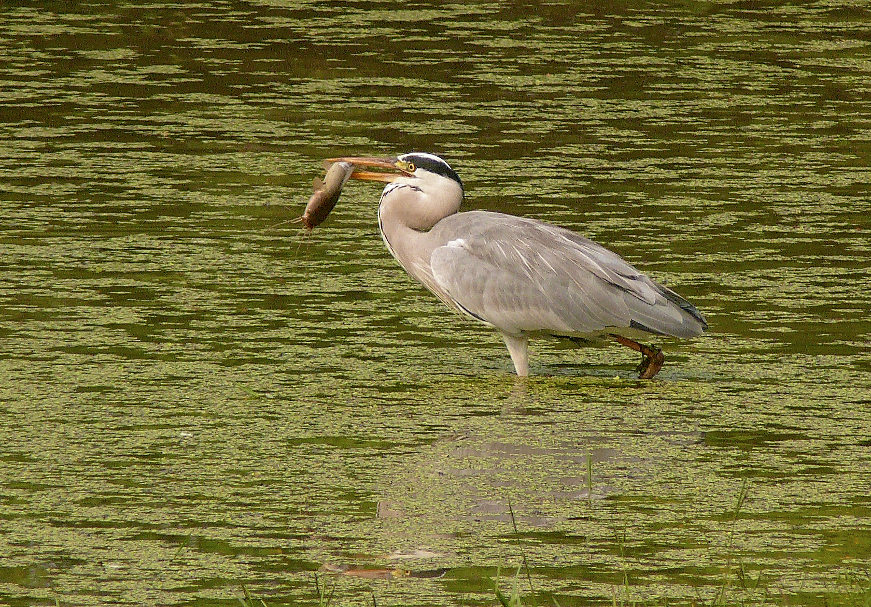 Grey-heron-1.JPG