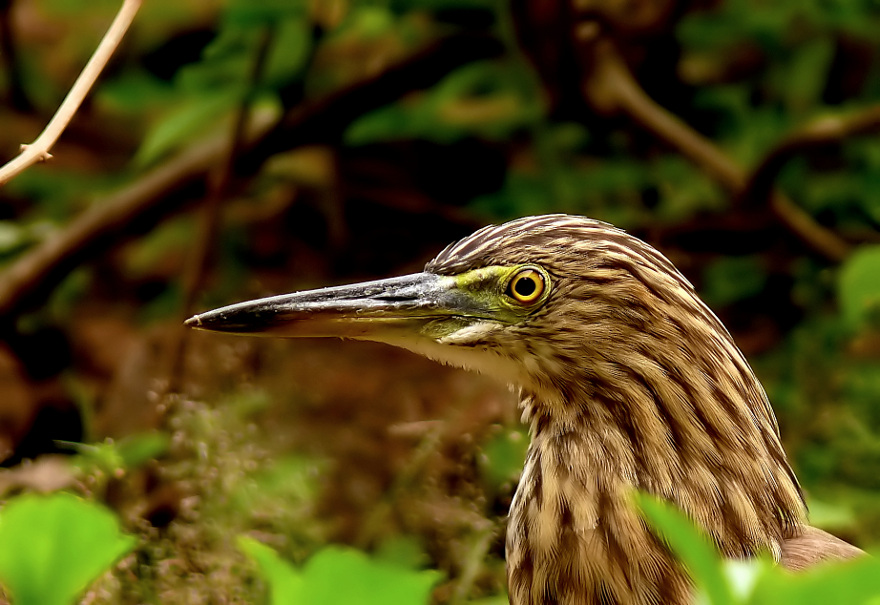 Indian-pond-heron-2.jpg