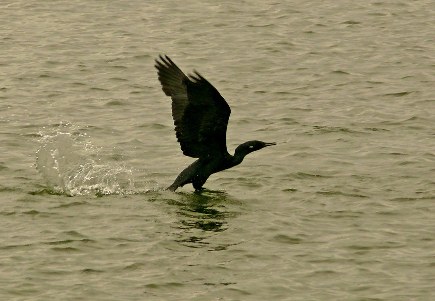 Indian-shag-2.JPG