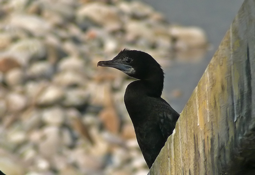 Little-cormorant-2.jpg