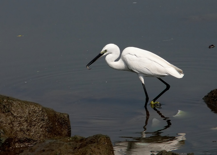 Little-egret-2.jpg