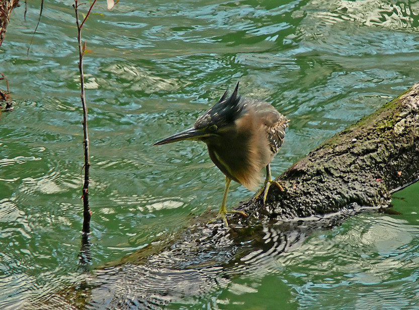 Little-heron-1.jpg