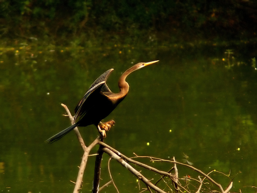 Oriental-darter-2.jpg