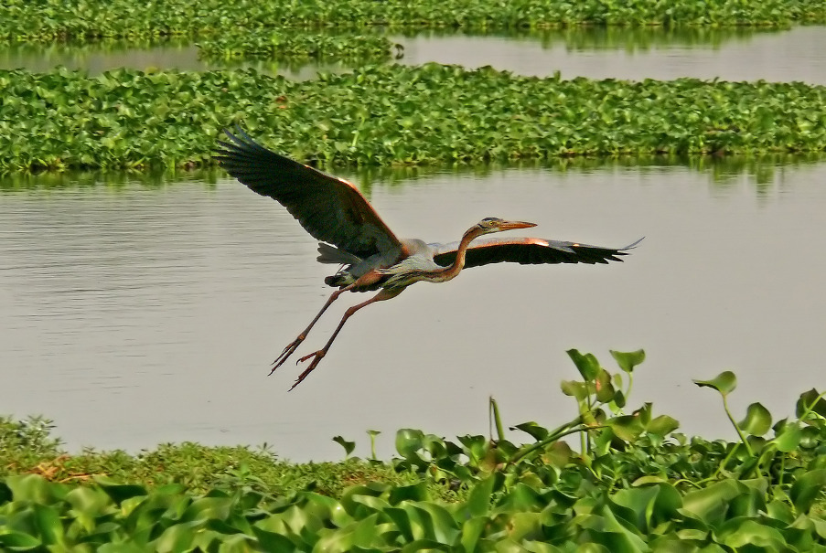 Purple-heron-1.jpg