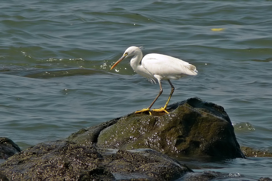 Western-reef-egret-3.jpg