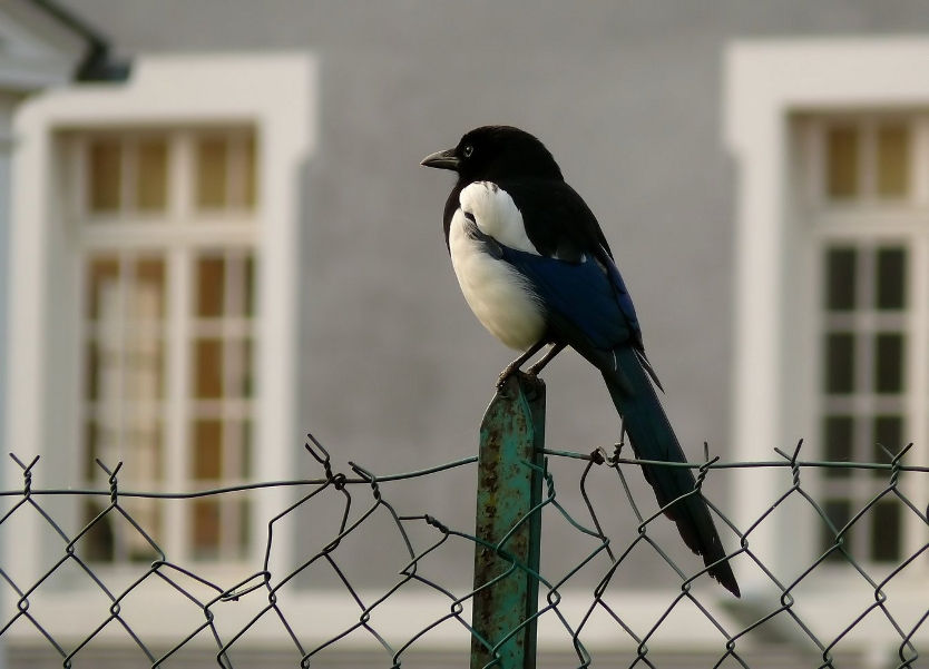 Black-billed-magpie.jpg