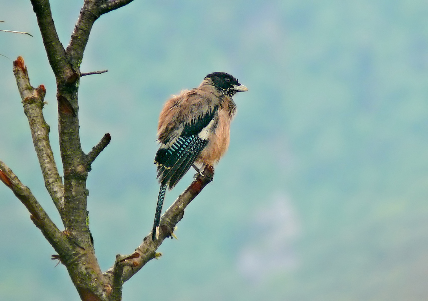 Black-headed-jay-1.jpg