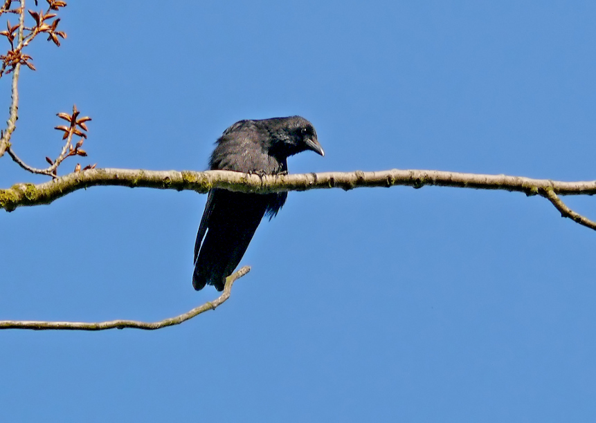 Carrion-crow-3.jpg