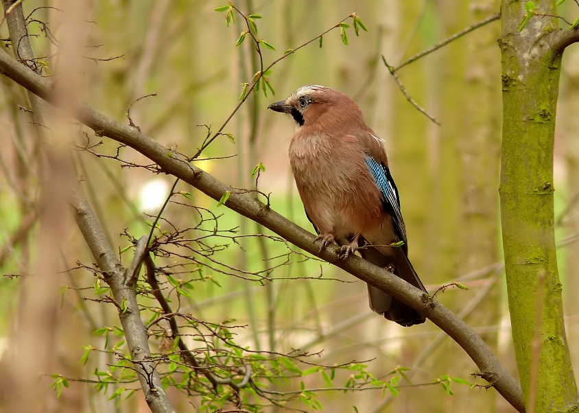 Eurasian-jay.jpg