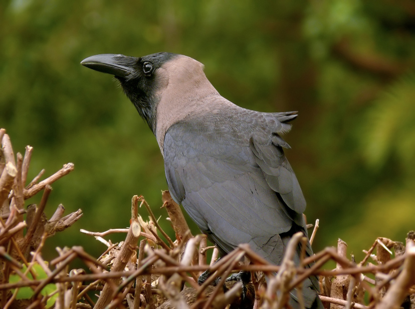 House-crow-2.jpg