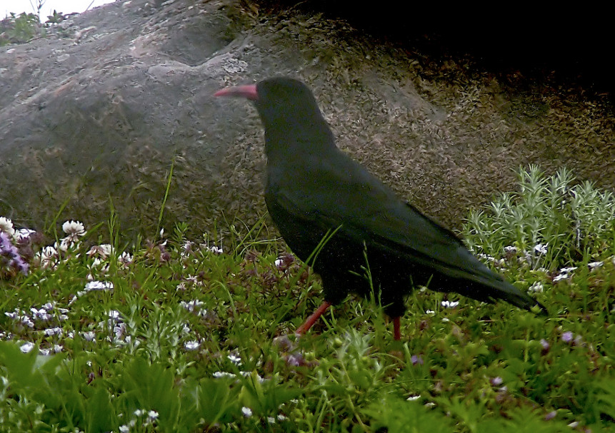 Red-billed-chough.jpg