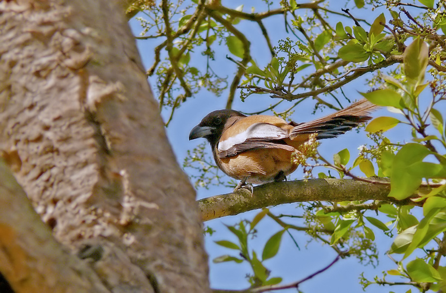 Rufous-treepie-3.jpg