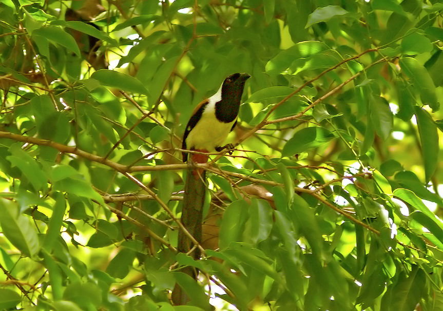 White-bellied-treepie-2.jpg