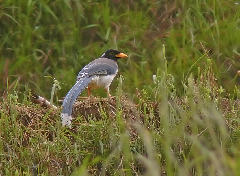 Yellow-billed-blue-magpie-2.jpg