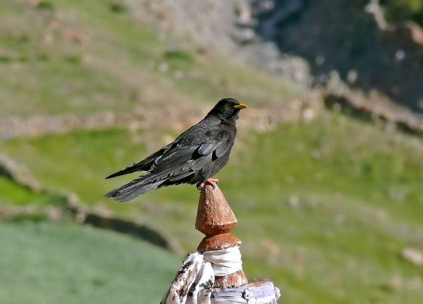 Yellow-billed-chough-3.jpg